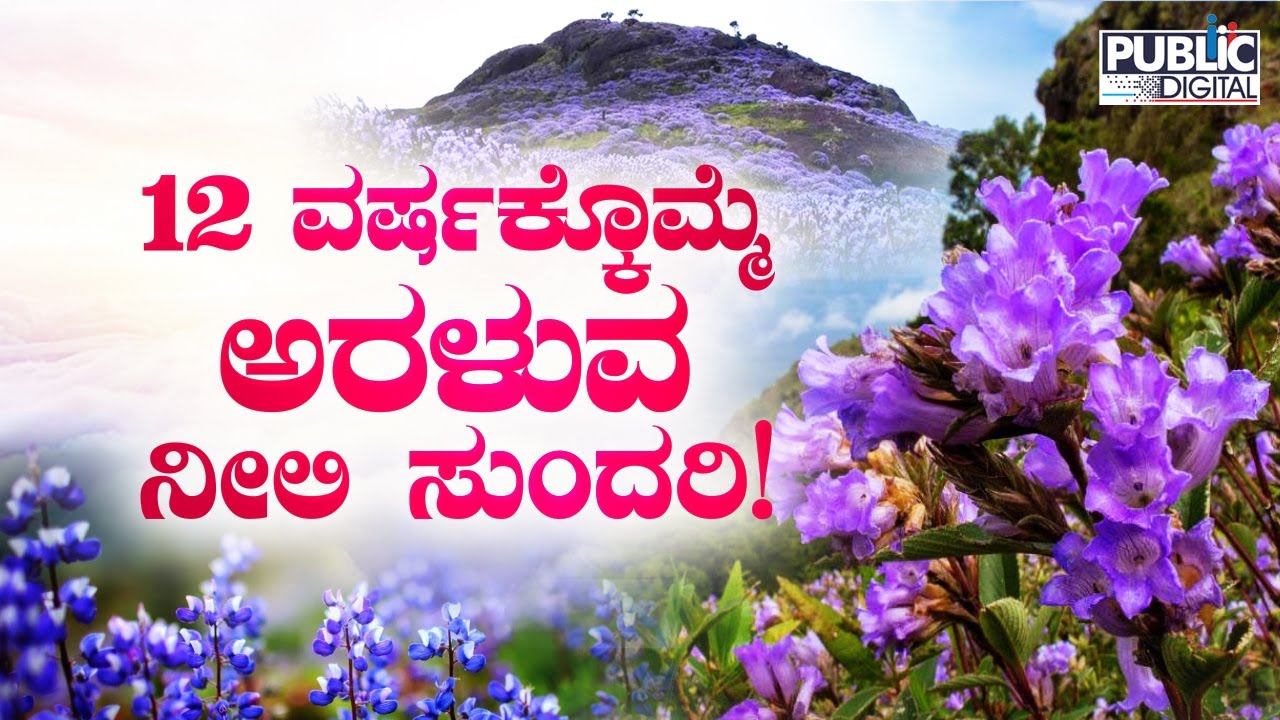 Neelakurinji Flowers Bloom After 12 Years In Idukki's Shantanpara Shalom