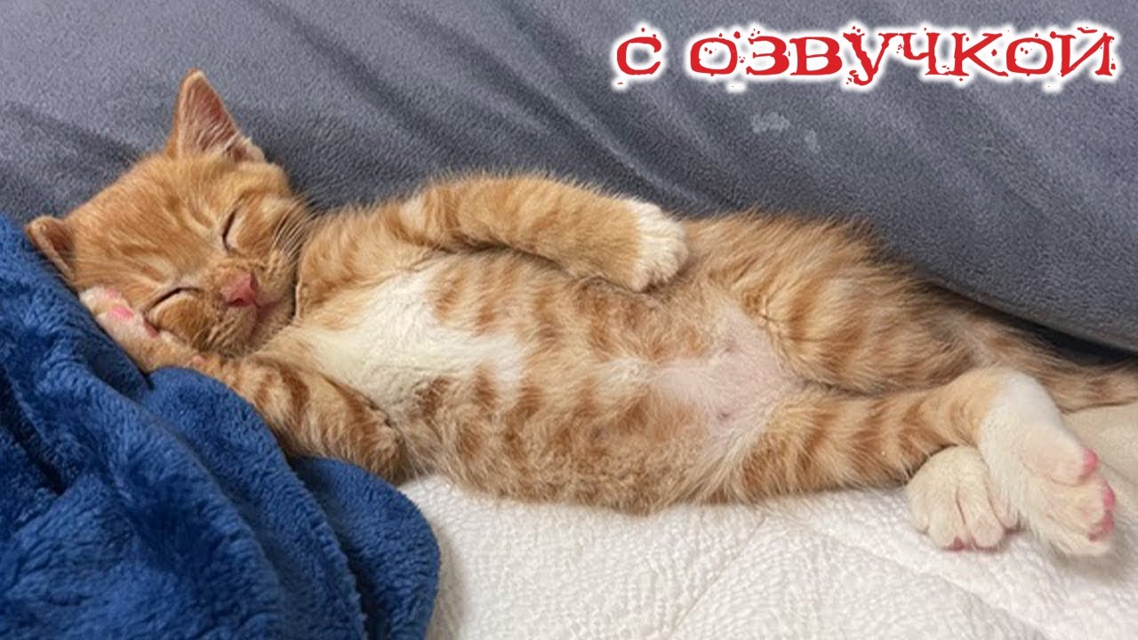 Приколы с котами! - С ОЗВУЧКОЙ! Самые смешные животные! Смешные коты и собаки!
