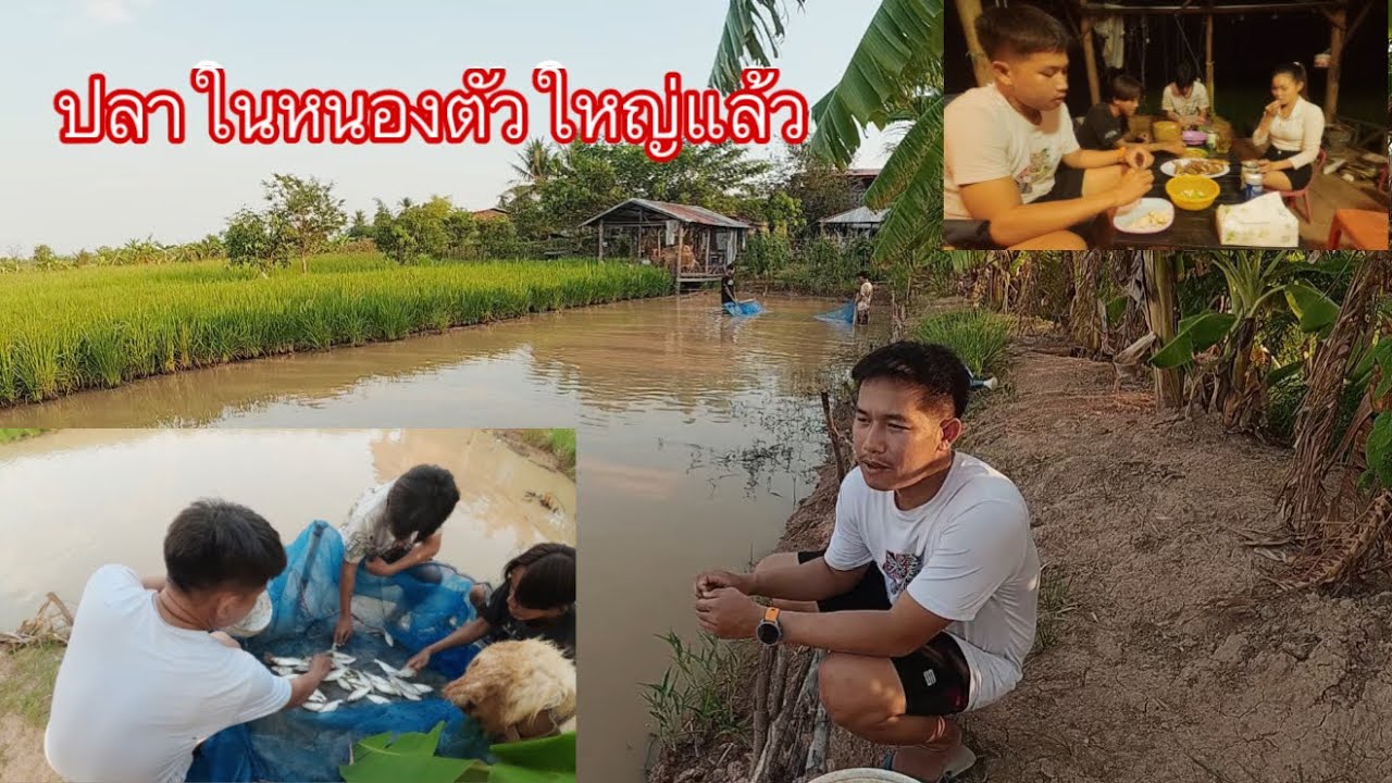 เอาปลาในหนองขึ้นมาปิ้งกิน เริ่มตัวใหญ่หมดแล้ว|ເອົາປາຢູາຫນອງຂຶ້ນມາກິນ ໂຕໃຫຍ່ເບິດແລ້ວ