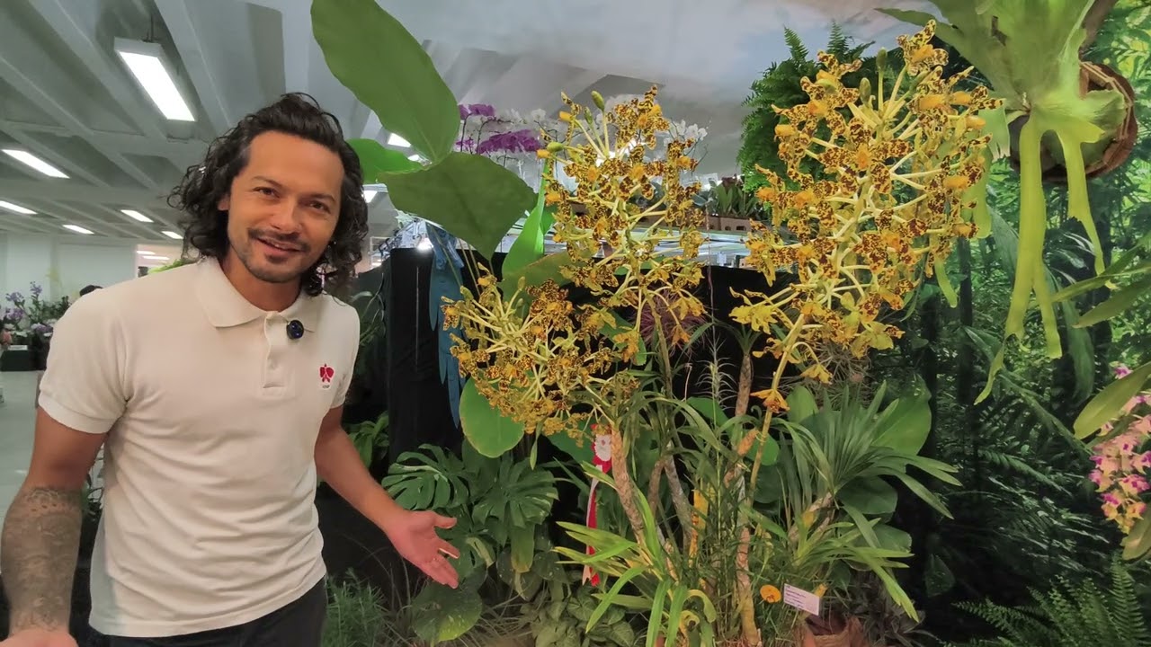 Melhores Orquídeas da Exposição AOSP 2026: Tour pelo Pódium e Espécies Raras