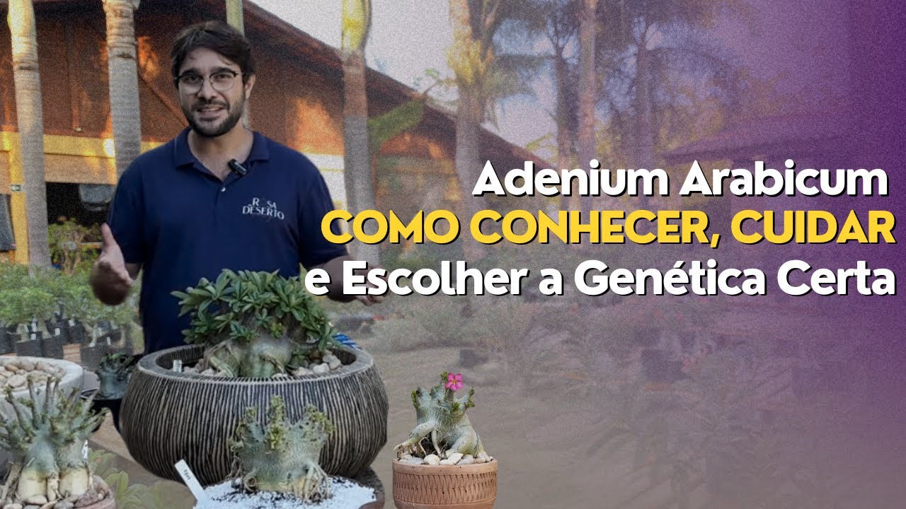 Adenium Arabicum: Guia de Cultivo, Cuidados e Escolha da Genética Ideal