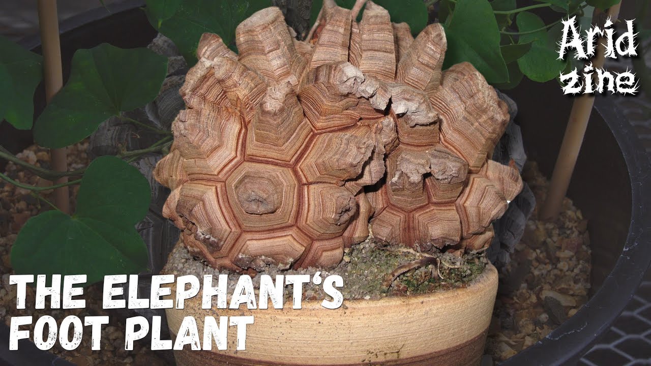 Dioscorea elephantipes: the elephant's foot plant