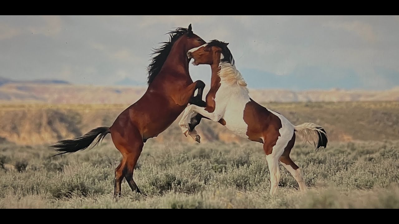 NEW 2025 Wild Horses of America S2 E5 McCullough Peaks Colts Sparring in Wyoming by Karen King