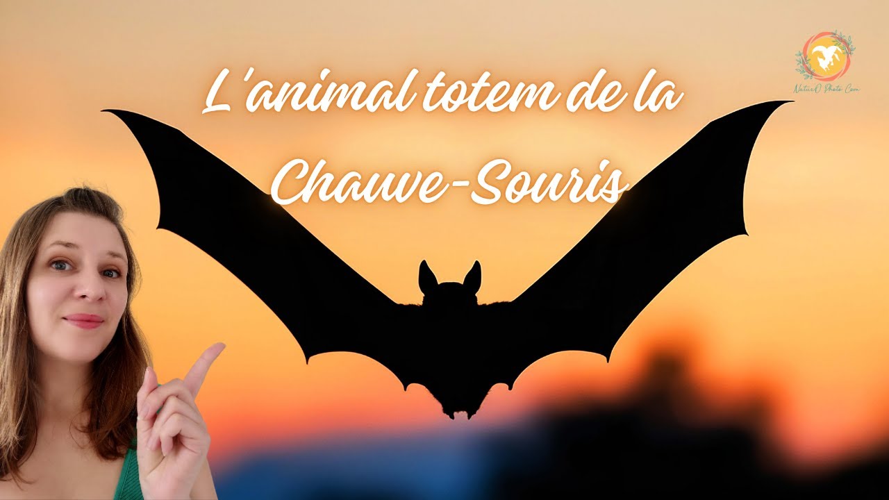 L'ANIMAL TOTEM DE LA CHAUVE-SOURIS 🦇🎃🖤🧡