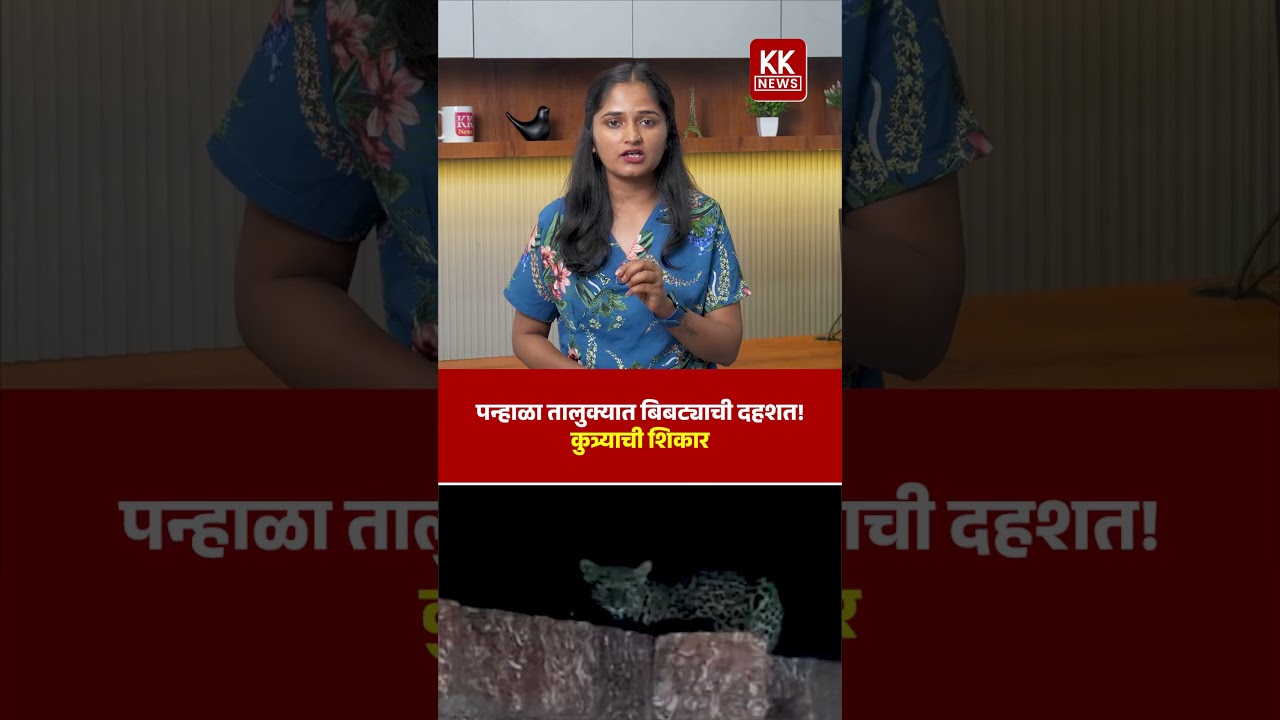 पन्हाळा तालुक्यात बिबट्याची दहशत! कुत्र्याची शिकार#bibtya