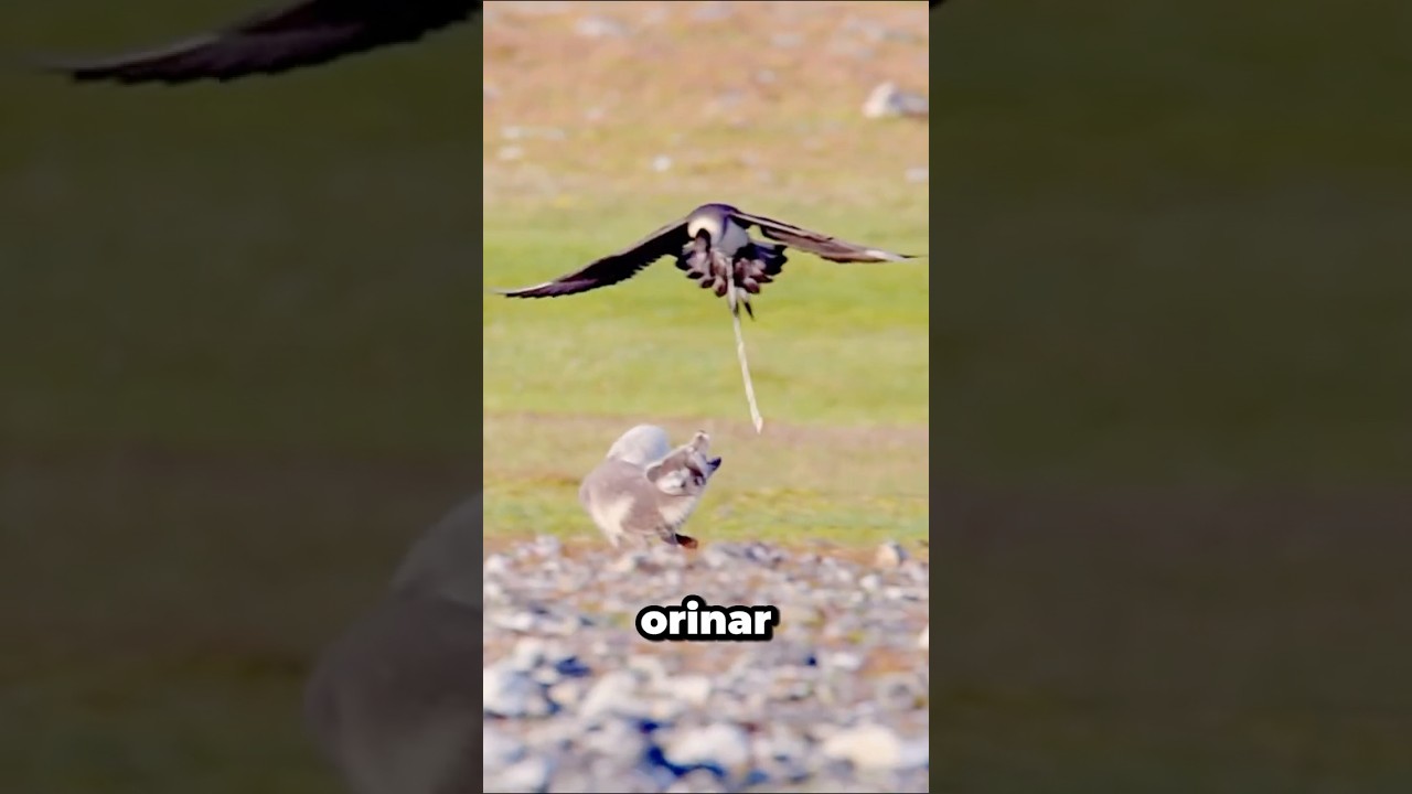 Secretos de Animales que casi Nadie Sabe