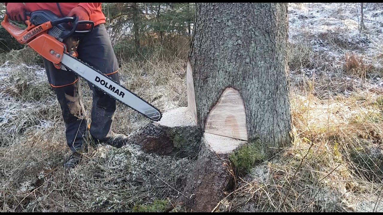 Dolmar PS-6100 i piękny świerk - będzie dużo materiału - i położył się wzorcowo - piła warta uwagi.