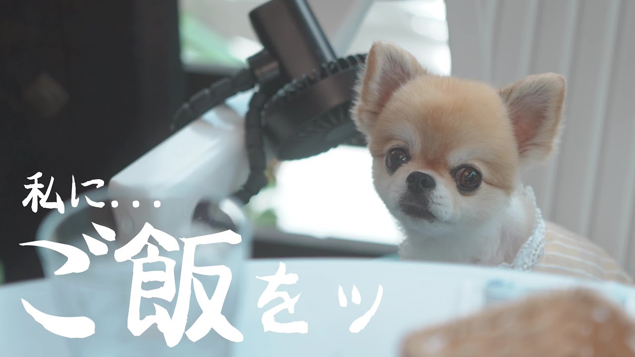【犬旅】昼食で訪れたお店が美味しすぎました...in那須【チワワ】