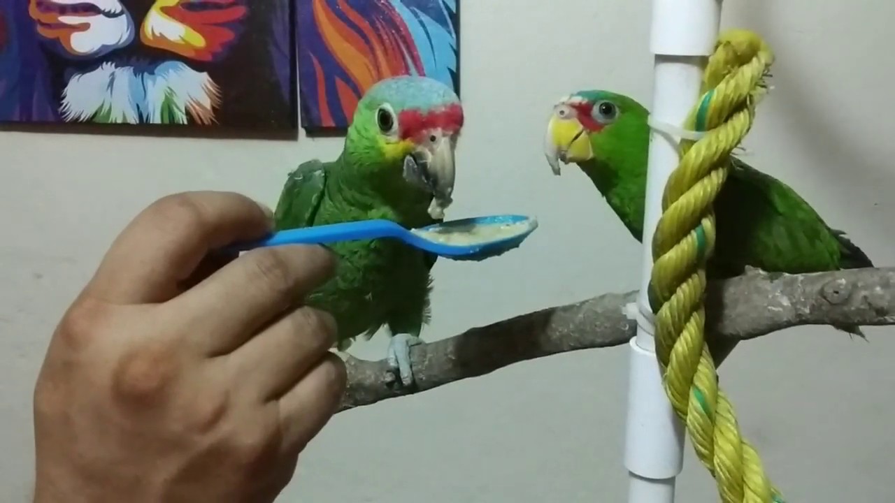 NUESTRAS AMAZONAS/ Papillas y Pastas/ Algunos comentarios/JRASGADOL AVES