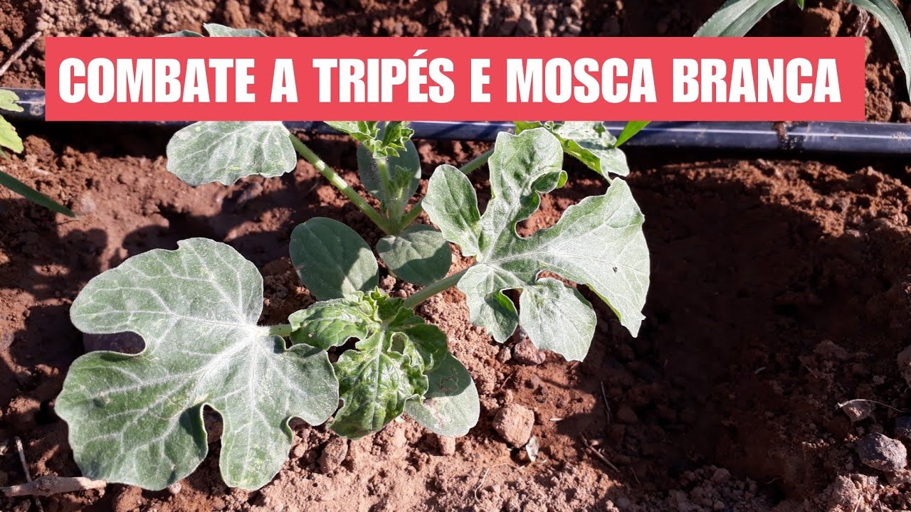 COMO COMBATER TRIPES E MOSCA BRANCA NO INÍCIO DA MELANCIA ?