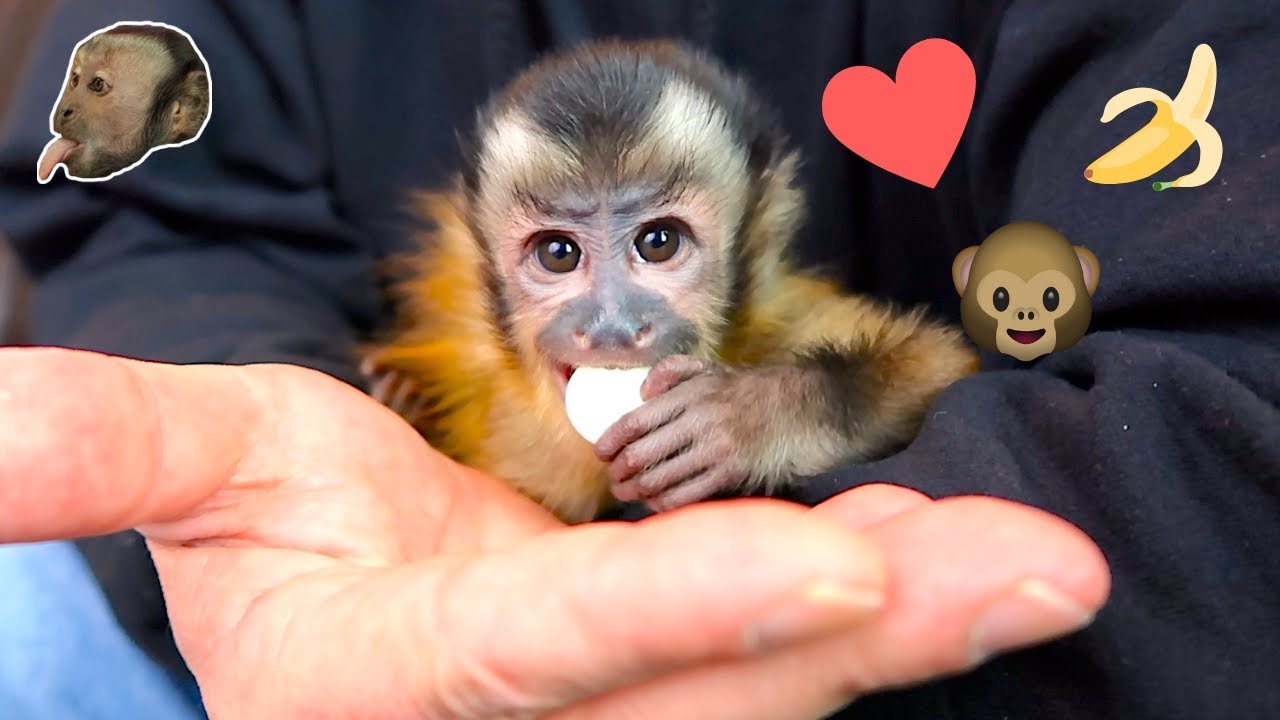 Capuchin Monkey Brothers Try Banana Yogurt Bites!
