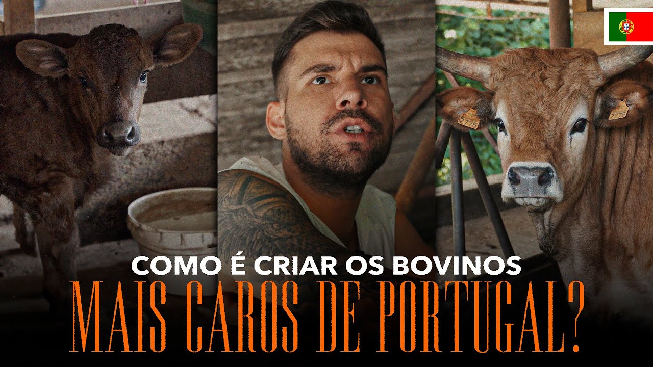 COMO É CRIAR OS BOVINOS MAIS CAROS DE PORTUGAL? Chef Lucas Fernandes