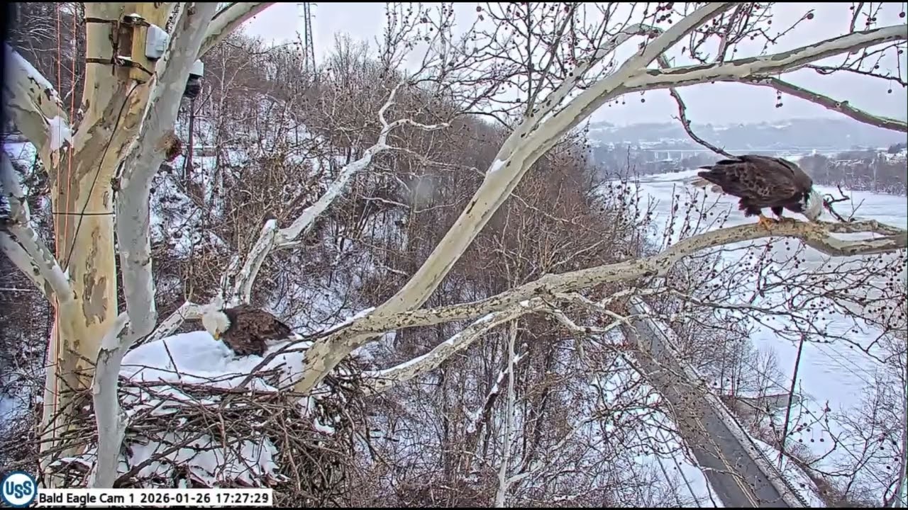 USS Bald Eagle Nest Cam & Cam 1 on 1-26-26 Irvin brings in 2 fish gifts within 30 minutes