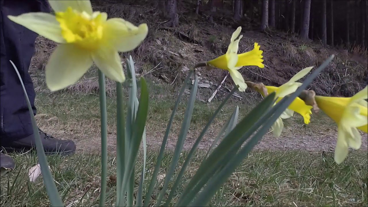 Die Narzissen bl&uuml;hen