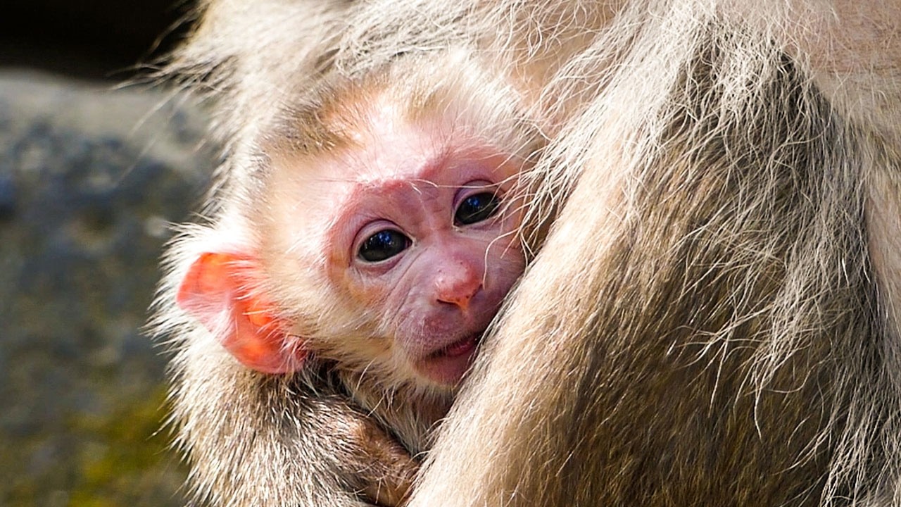 Slow wildlife scene |Congrats monkey Libby! Newborn baby first moments with mom