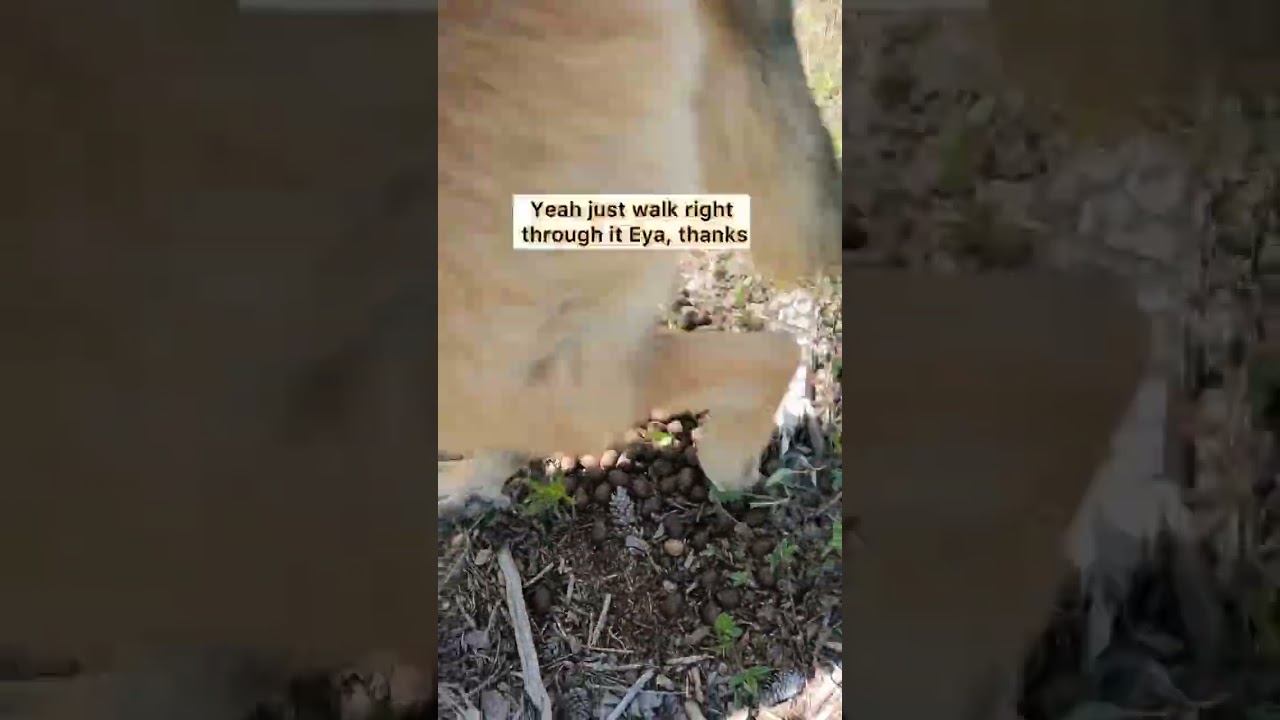 She stepped in Moose Poop
