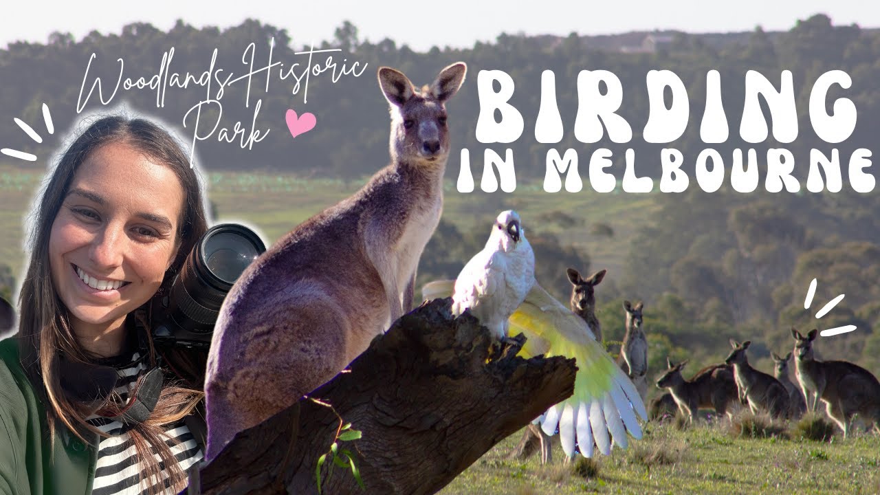 A Day Out Bird Watching in Melbourne: Exploring Woodlands Historic Park