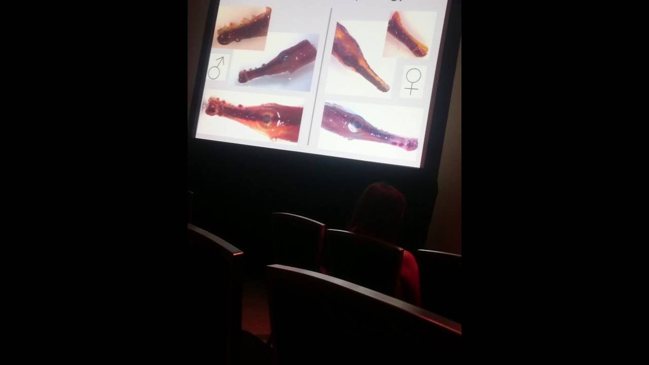 Rose:Gene expression changes in the brains of pair-bonded blue stripe pipefish