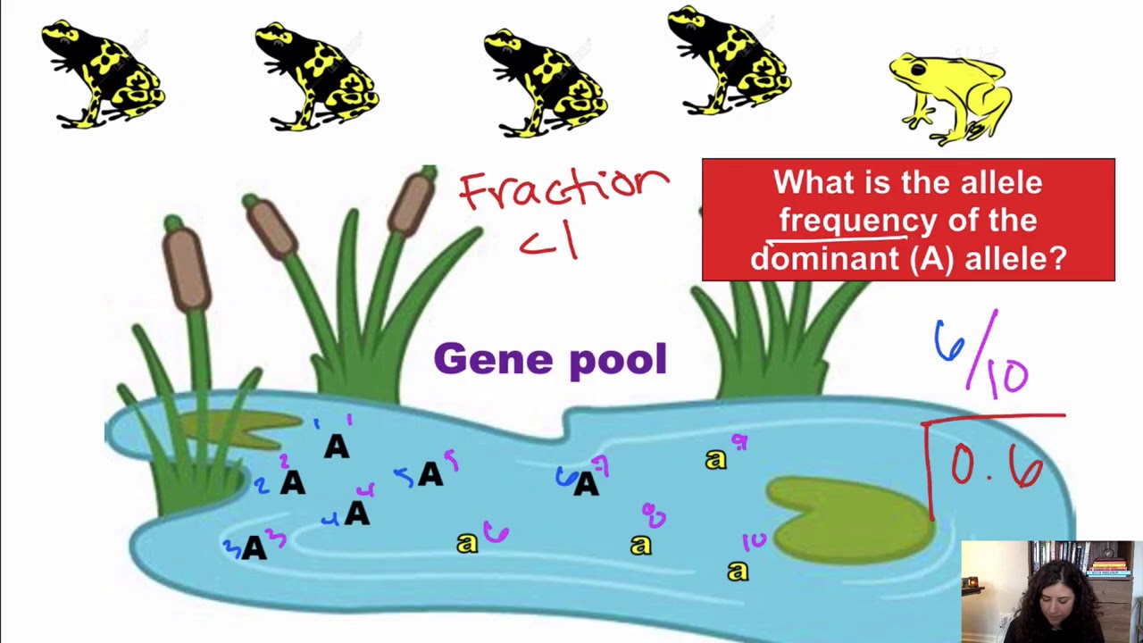 Gene pools and allele frequencies
