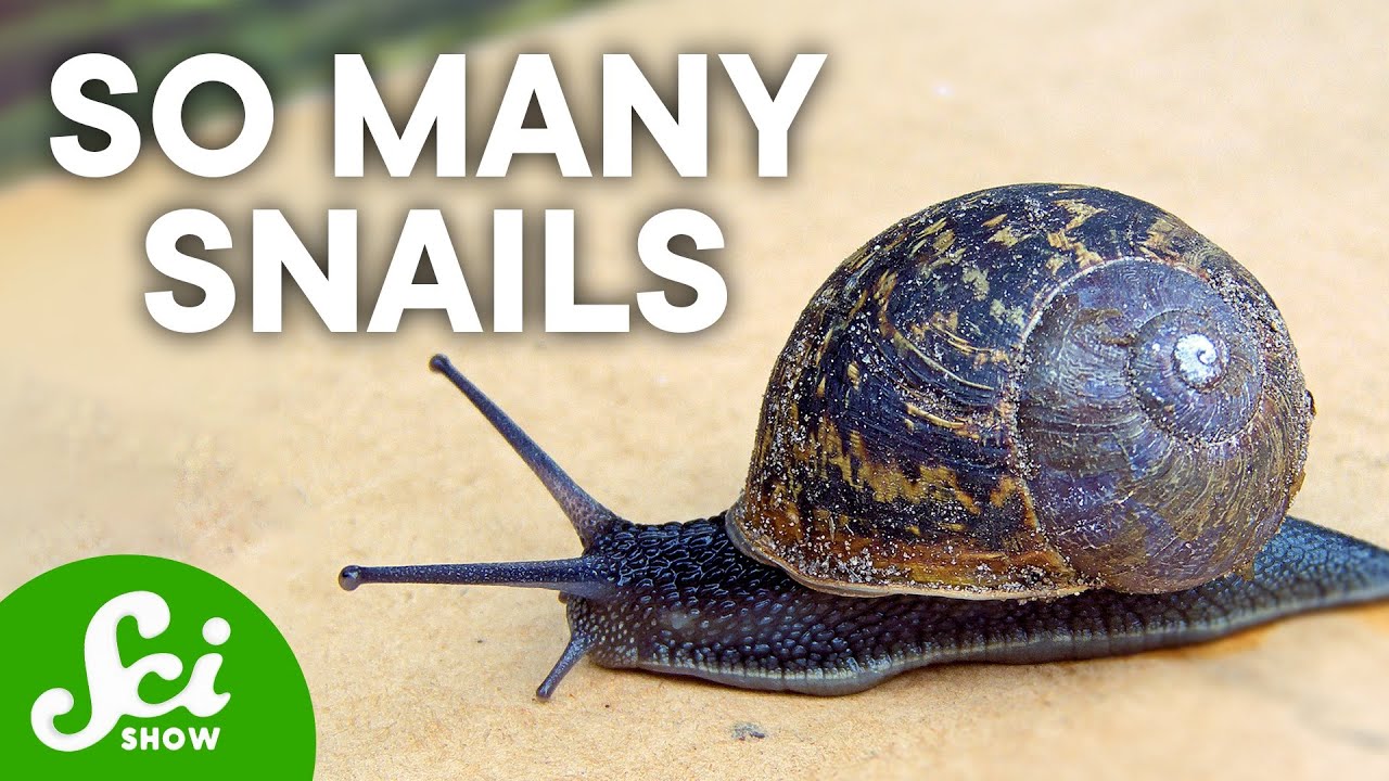 The 9 Most Abundant Animals in The World