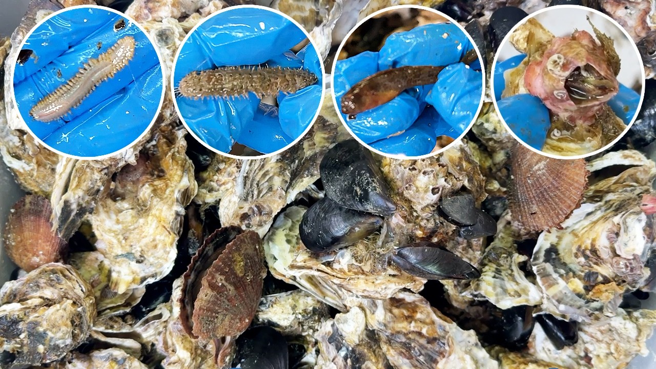 牡蠣の殻にくっついてるキモ生物ぜんぶ食う