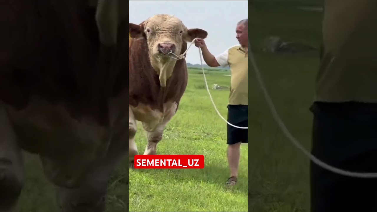 SEMENTALUZ#chorva#tiktok#instagram#farm#farming#cow#bull#ferma#geremfort#angus#avlikol#semental#buqa