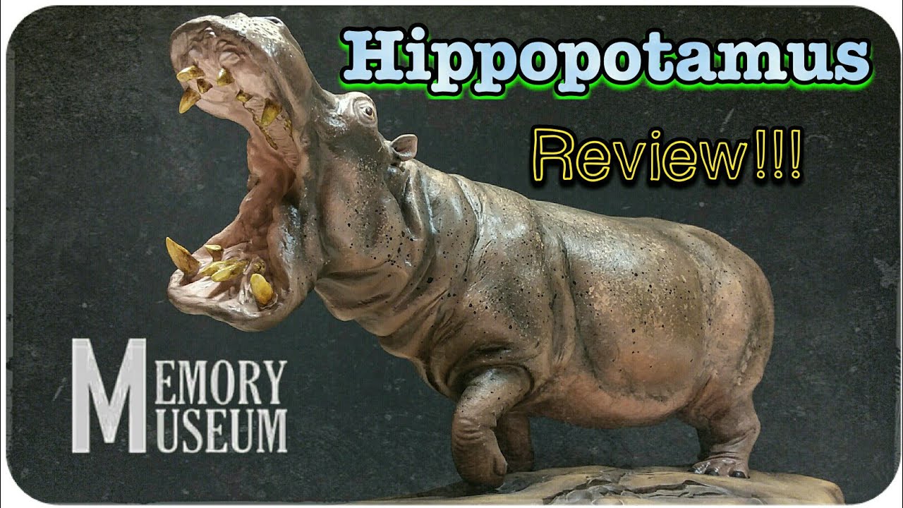 Memory Museum Hippopotamus Review!!! Incredible!!!