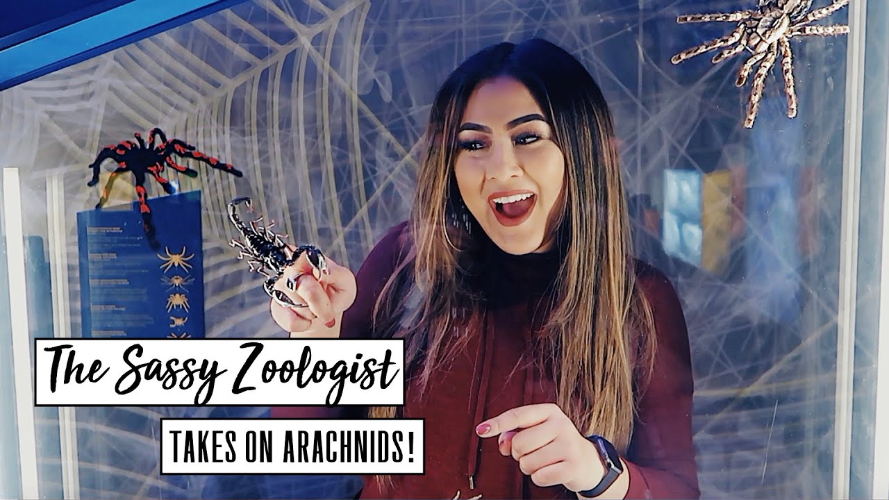 SCORPION VENOM EXTRACTION | ROM Spider Exhibit 🕷