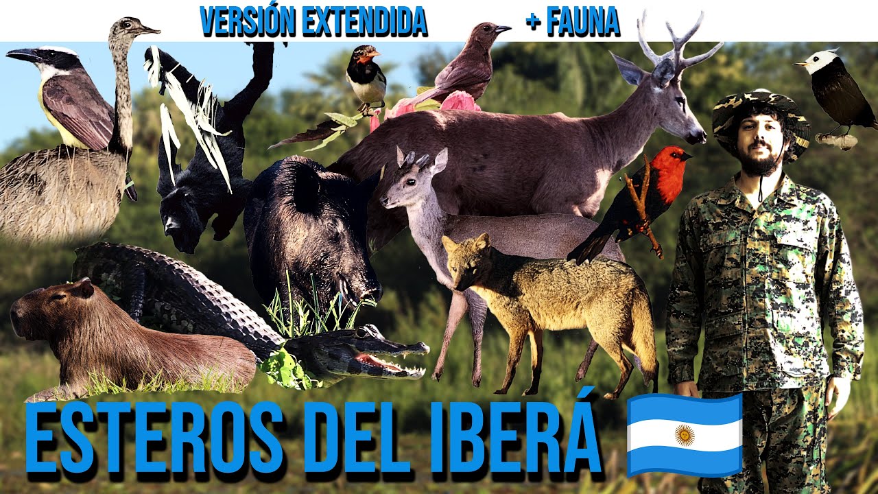 (VERSION EXTENDIDA) AVES Y FAUNA DE LOS ESTEROS DEL IBERÁ | PROVINCIA DE CORRIENTES | ARGENTINA