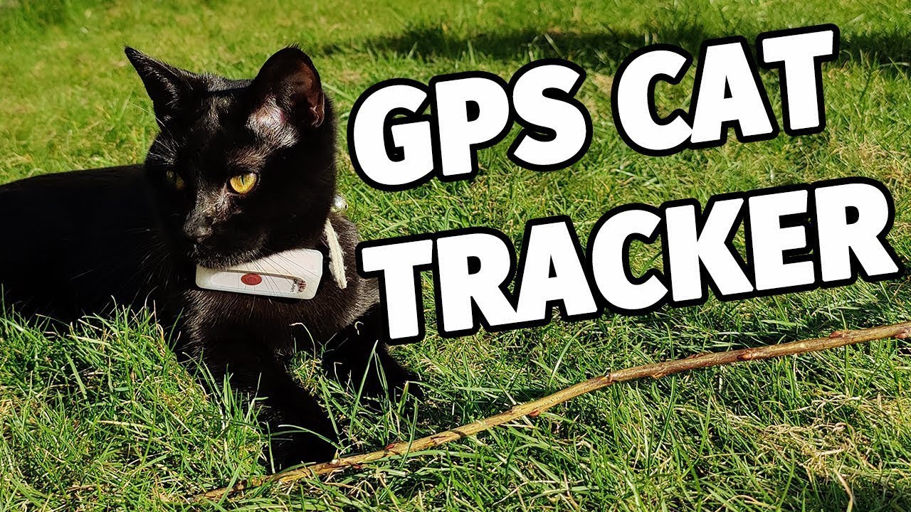 Small GPS cat tracker - Weenect GPS Pet Tracker Review
