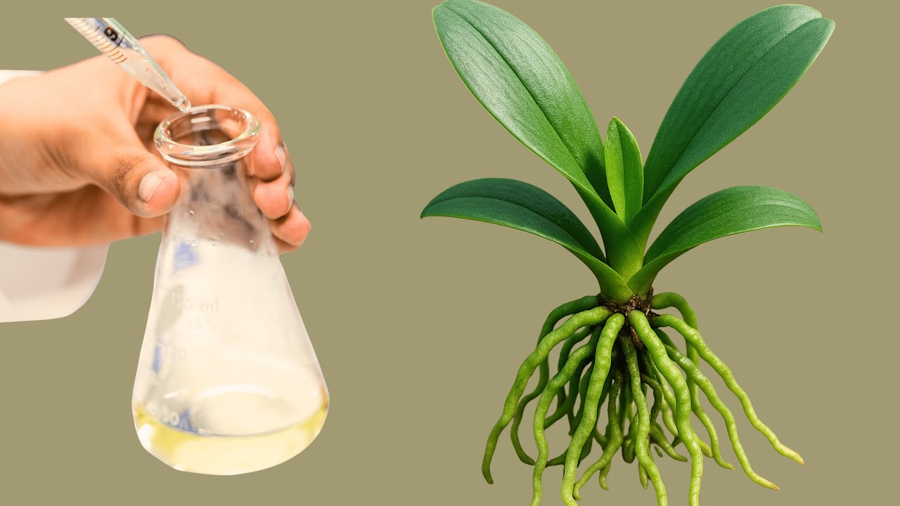 3 in 1.Just need this orchid root stimulant solution! Orchids grow roots like crazy in days.