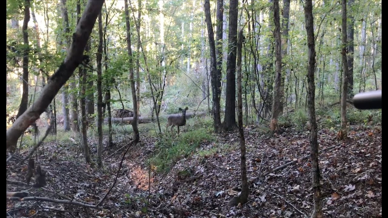 Meat In The Freezer! October 2025 Public Land Deer Hunting