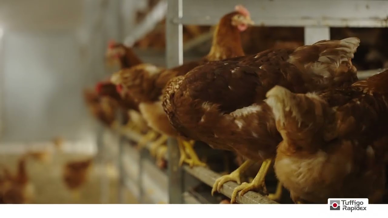 Bâtiment d'élevage - Poules Pondeuses Bio à St-Berthevin-la-tannière - 53220