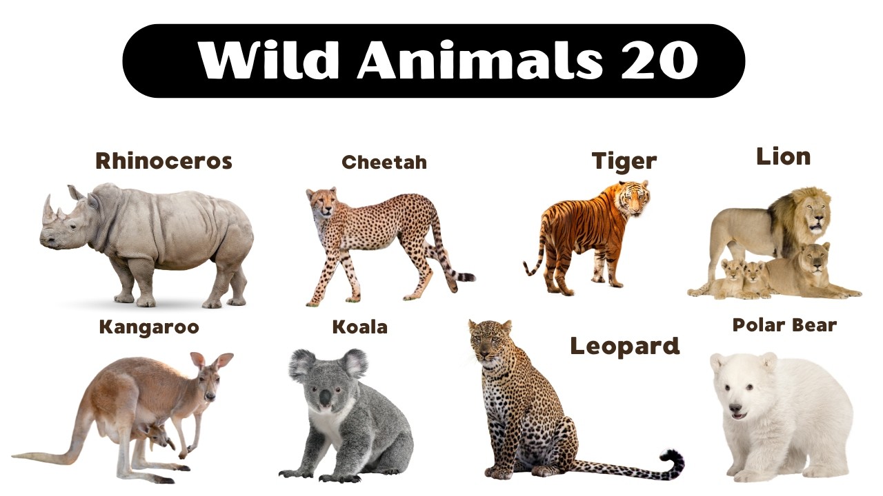 Amazing Jungle Animals for Children 🐯 | Wild Animals for Kids 🦁 | Learn Animal Names with Pictures