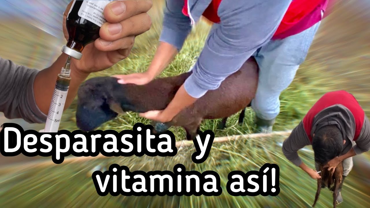 Como DESPARASITAR y VITAMINAR tu ganado 🤠👌🏻