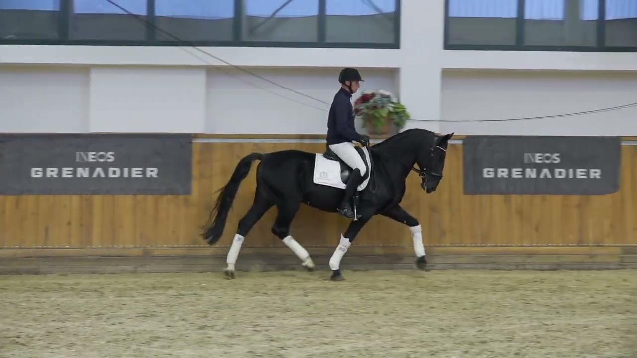 Neapolitano XXVII 41