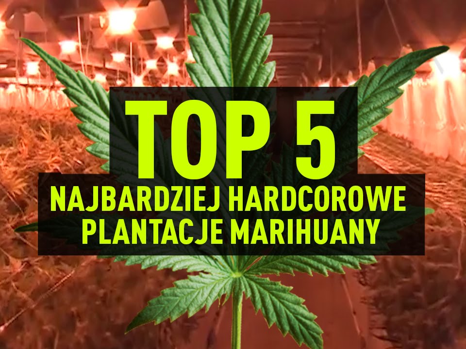 Top 5 najbardziej hardcorowych plantacji marihuany - Cannabis News