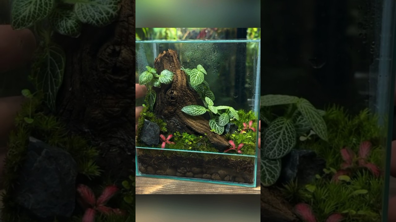 Создаём мини-террариум с ЭКОСИСТЕМОЙ!🌍🌱