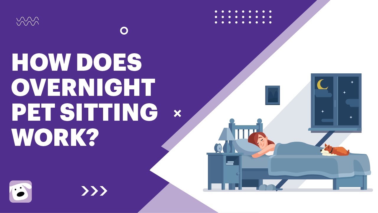 How Does Overnight Pet Sitting Work?