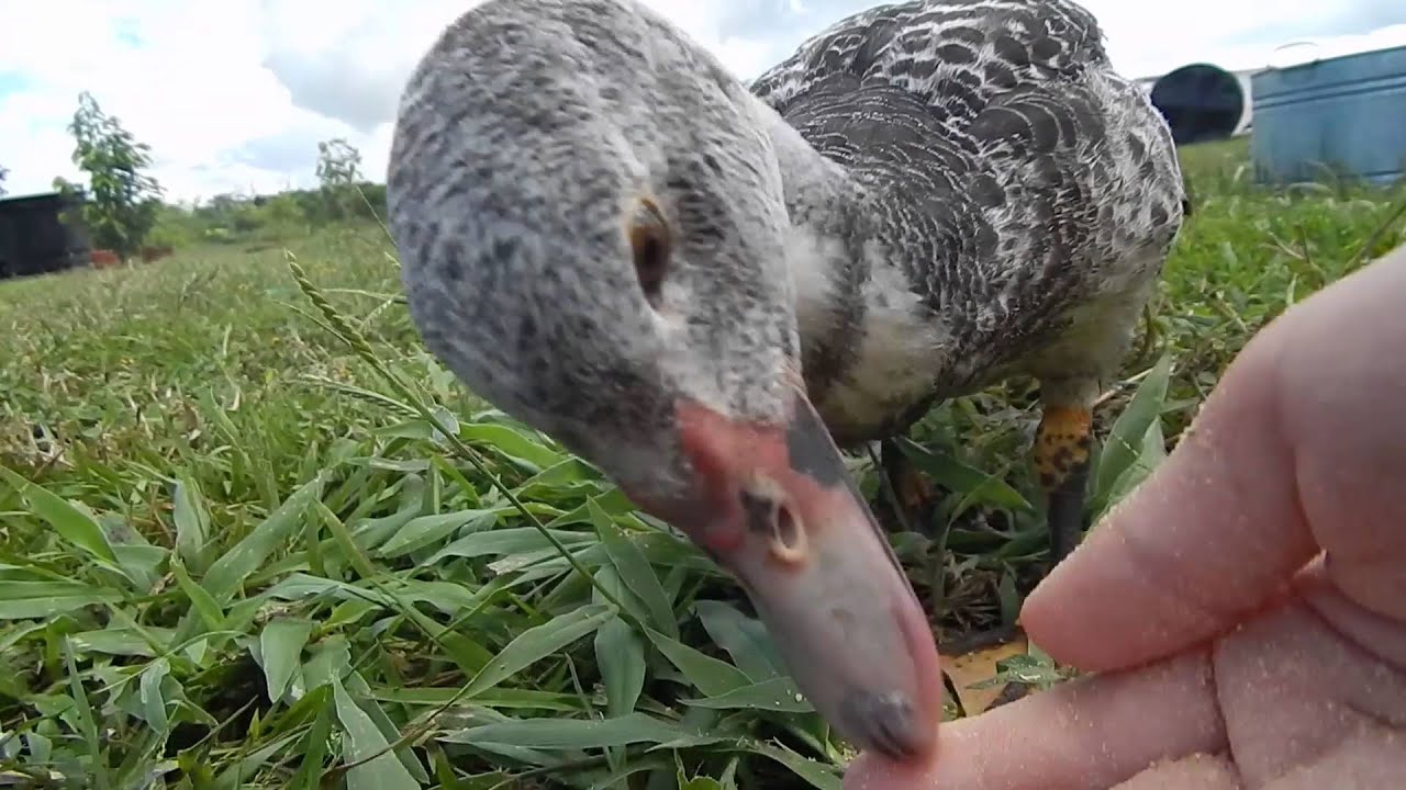 Hilarious Duck is a Spoiled Rotten Brat