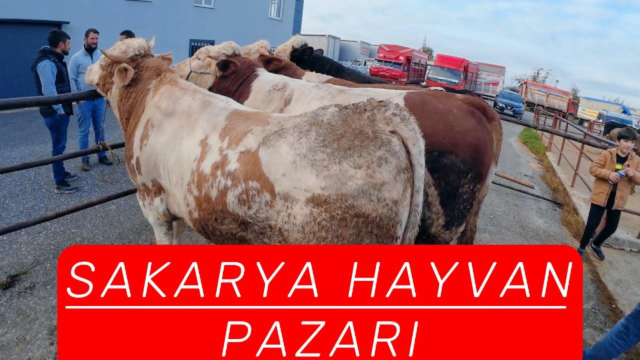 SAKARYA HAYVAN PAZARI