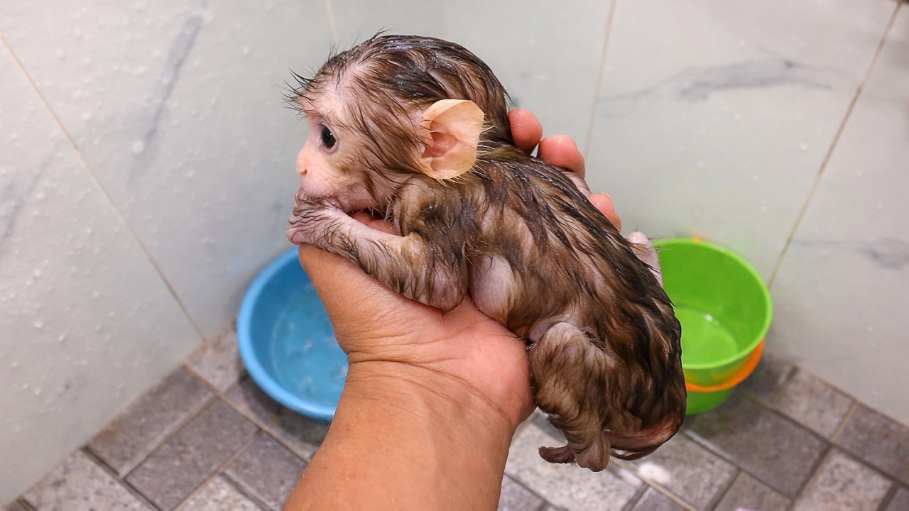 Little Baby Monkey She So Small
