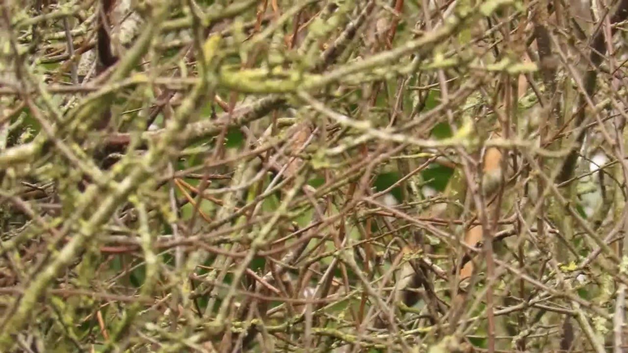 Pallas's Warbler at Portesham, Dorset, on 25th February 2016