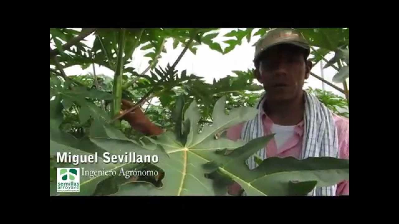 Técnica para determinar el género de la fruta hermafrodita en el cultivo de papaya (sexado)