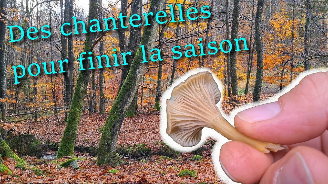 [CHAMPIGNONS] Des chanterelles pour cette dernière sortie  🍄🍄🍄