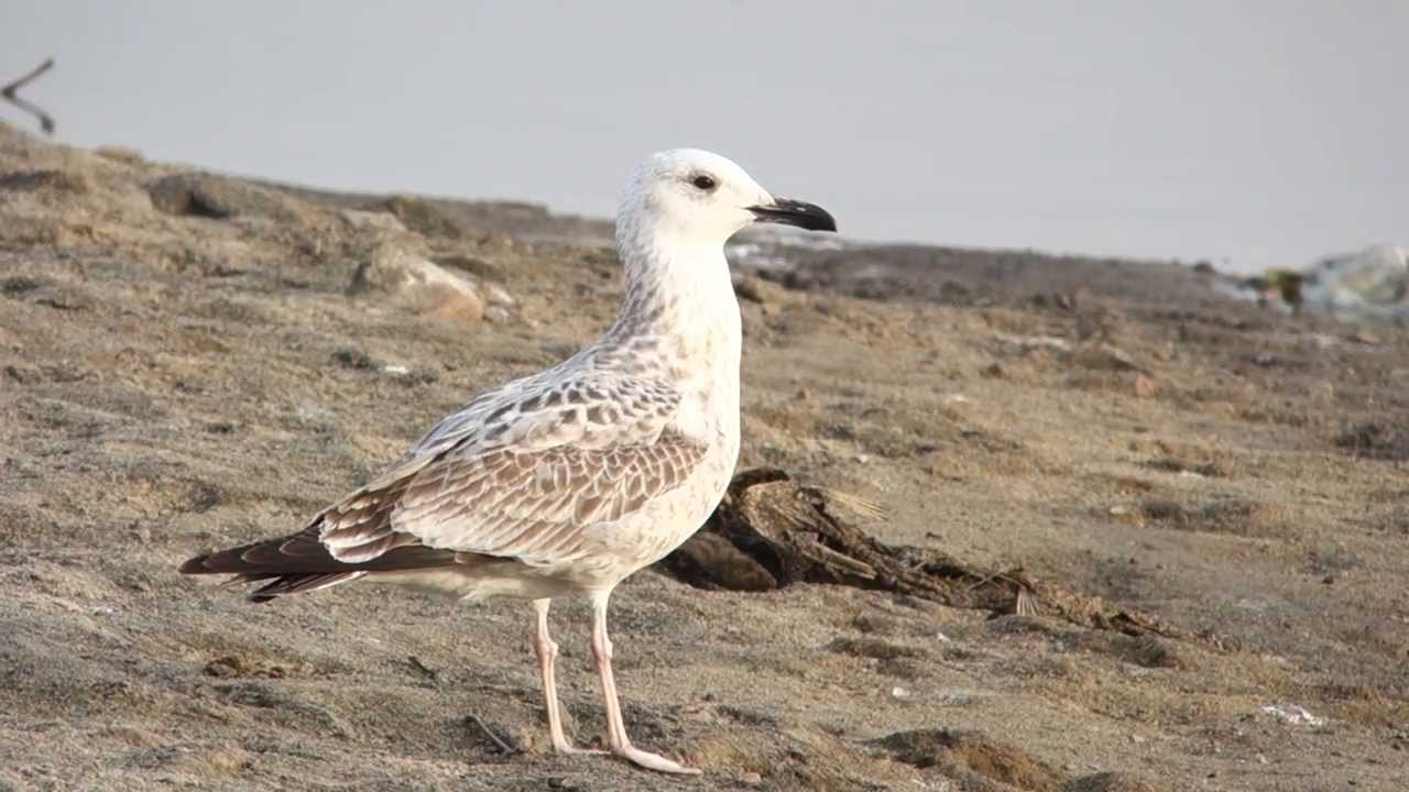 Mewa białogłowa / Larus cachinnans / Caspian Gull