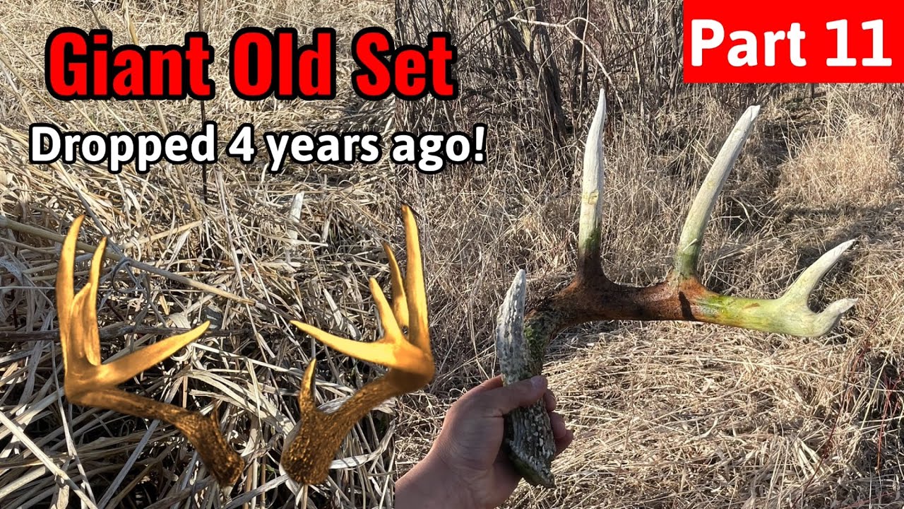 Matching up a GIANT 3 years later - Shed Hunting 2025 - Part 11