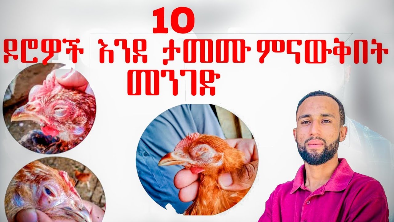 10 ዶሮዎች በሽታ እንደያዛቸው የምናውቅበተረ ዘዴ|10 types of  poultry disease symptoms|