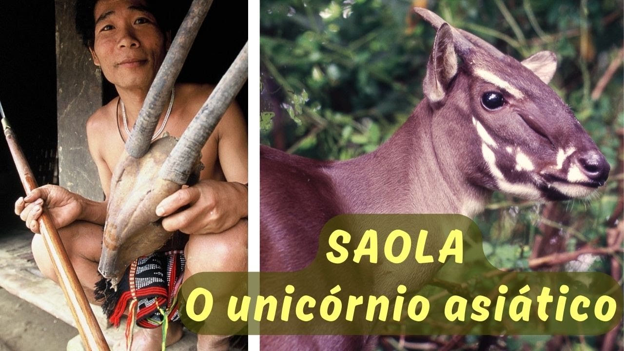 O RARÍSSIMO SAOLA! TAMBÉM CHAMADO DE UNICÓRNIO ASIÁTICO! UM DOS ANIMAIS MAIS AMEAÇADOS DO MUNDO!