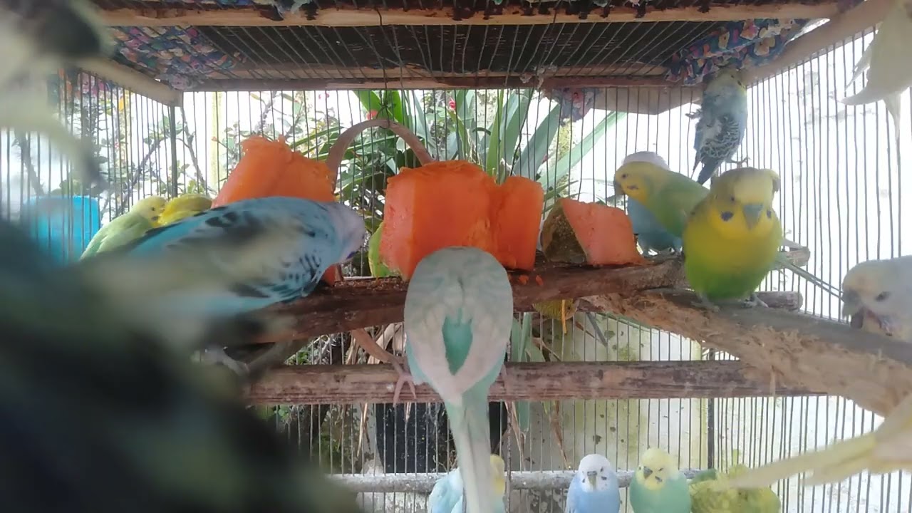 🐦 Fofura instantânea 🥰 periquitos divertidos que valem cada segundo 🌈✨ 